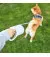 Поводок-рулетка для собак PETKIT Go Free Pet Retractable Leash 3m (P2104)