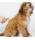 Пуходерка-сликер PETKIT Pet Grooming Brush2 (PETKIT-PGB2)